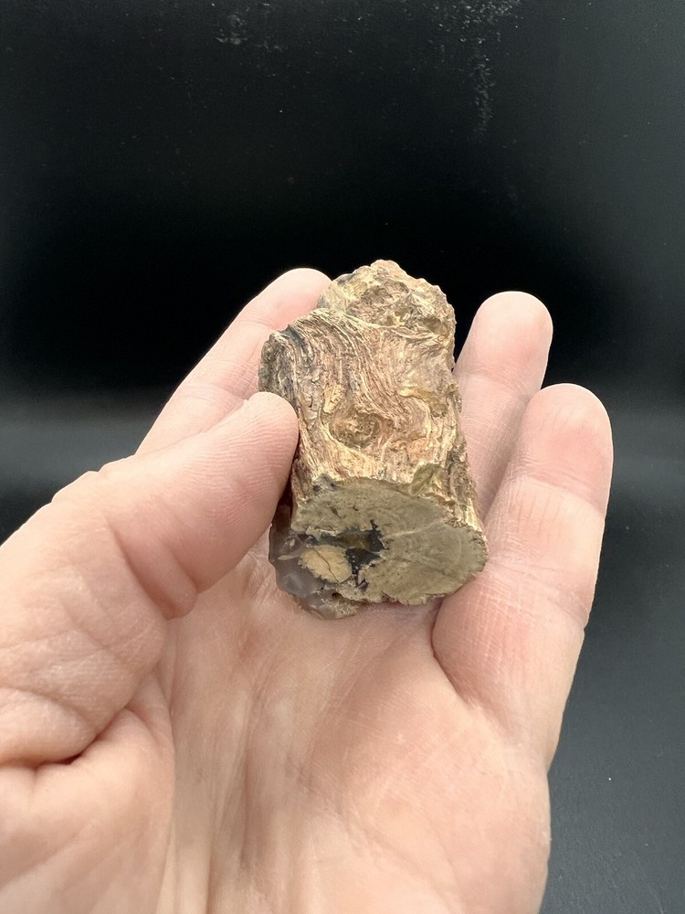 Petrified wood tree limb location unknown