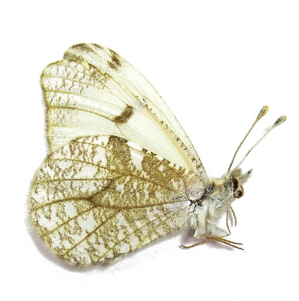 ANTHOCHARIS LANCEOLATA LANCEOLATA (USA. CA)