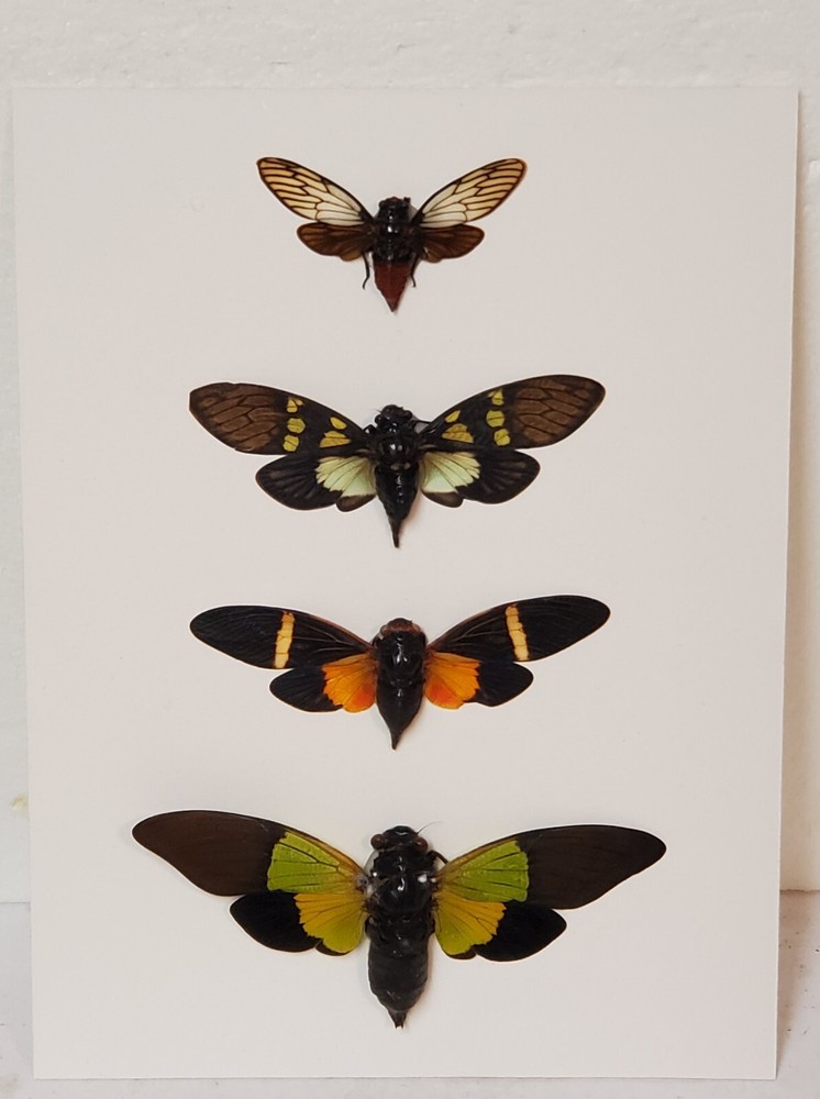 Real framed cicada display from Southeast Asia in custom shadowbox #6