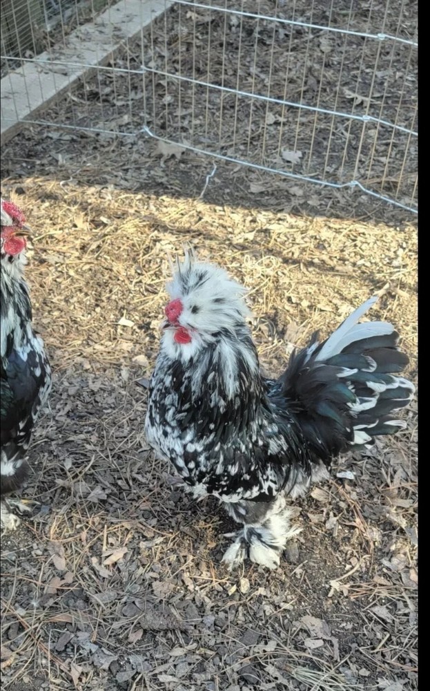 mottled silkie hatching eggs