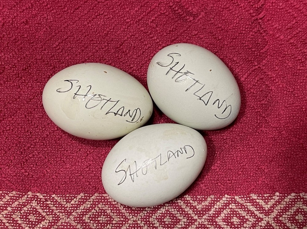 SHETLAND 100% PURE TYPE ( 12 ) HATCHING EGGS