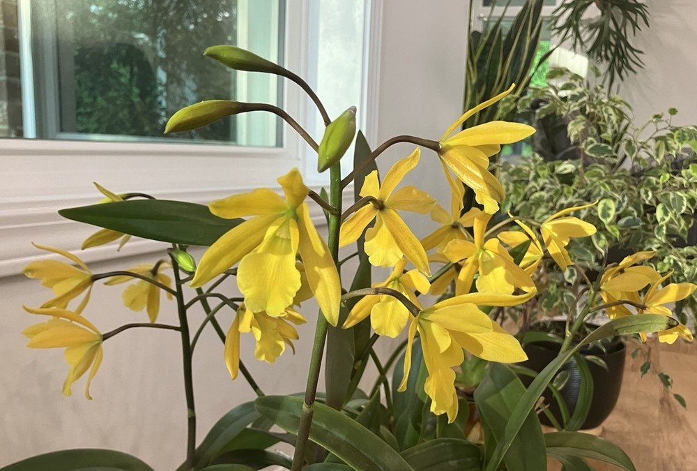 Epic. Golden Sunburst