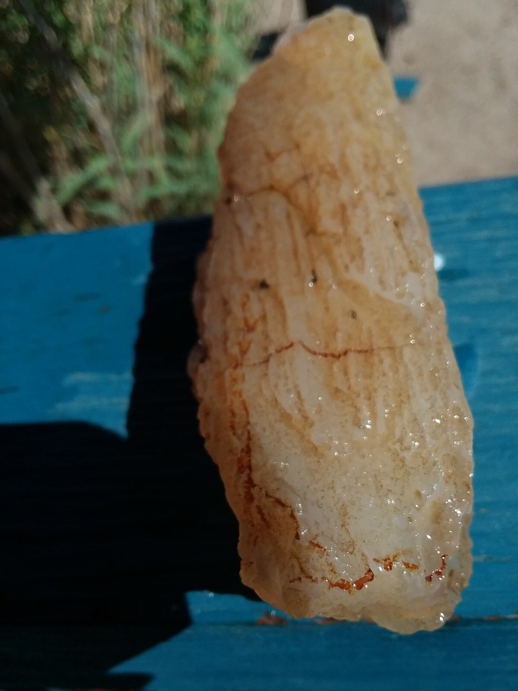 Chalcedony Filling Possible Petrified Would Opalized