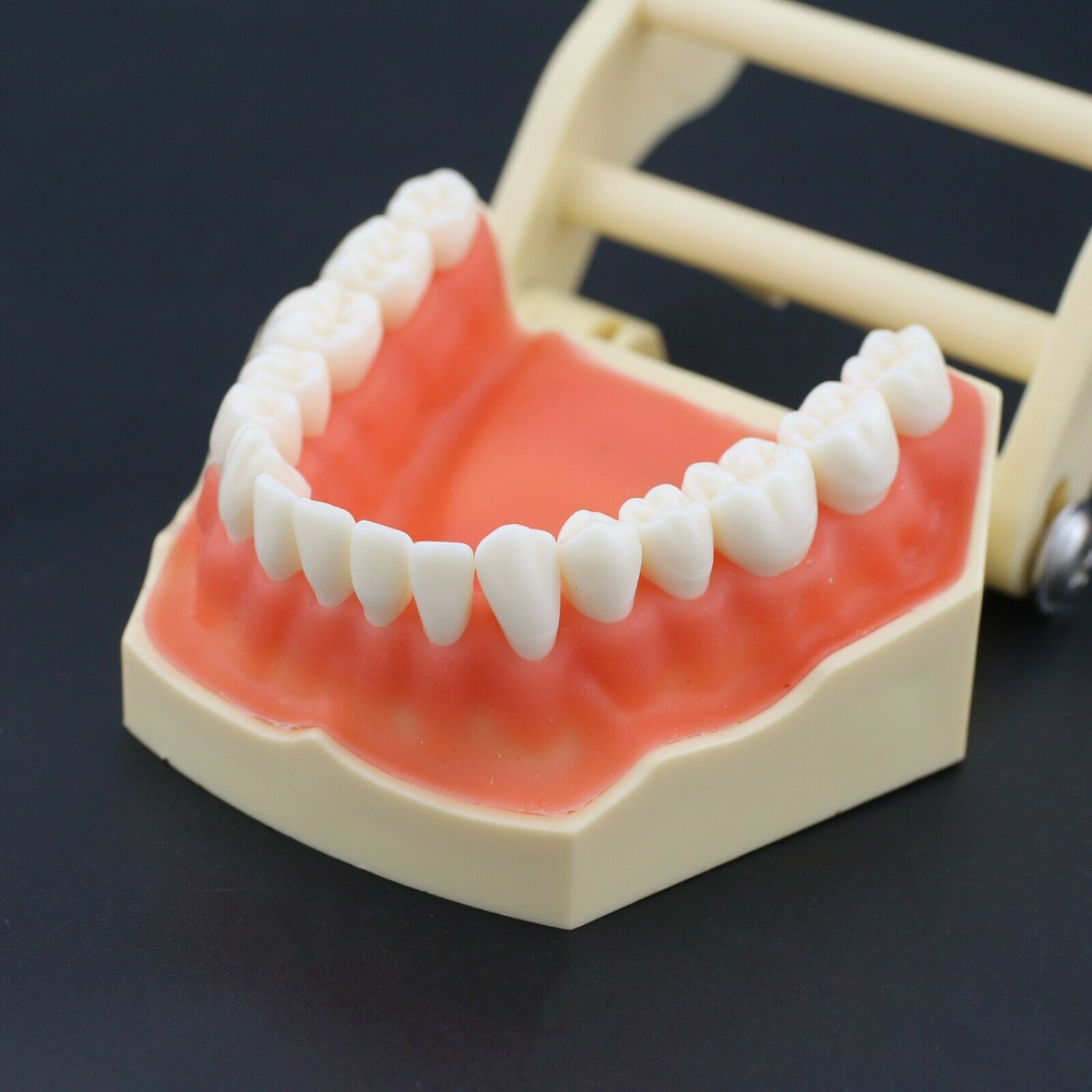 Dental Typodont Restorative Standard Model 32PC Removable Teeth Fit Frasaco AG3