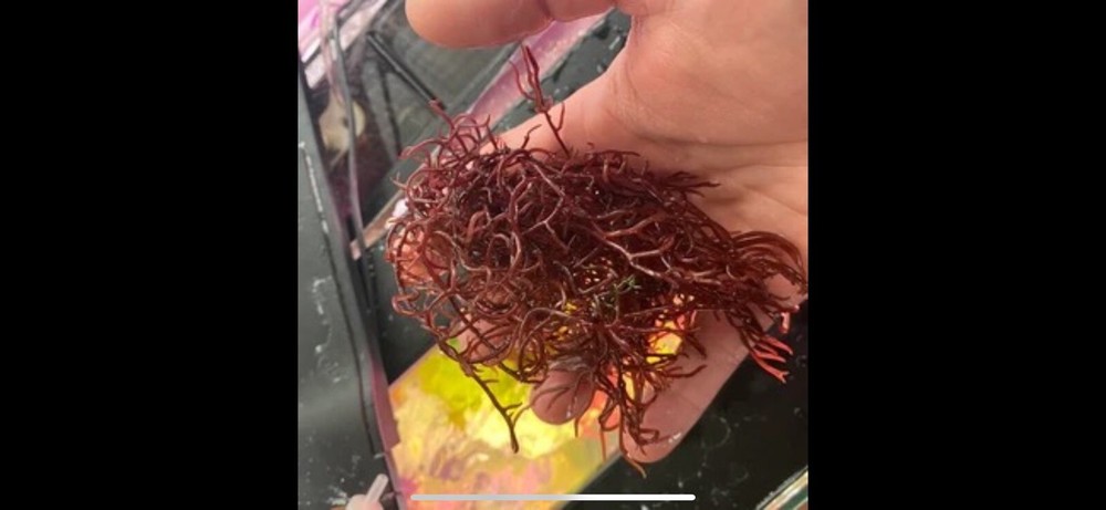 Red Ogo Micro Algae
