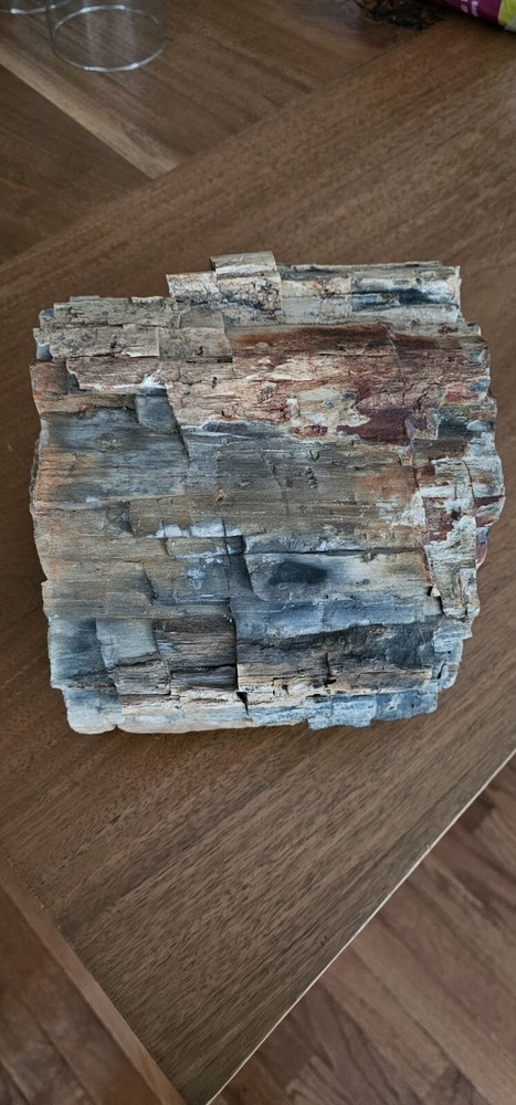 Petrified Wood Display Modern Rustic Wabi Sabi