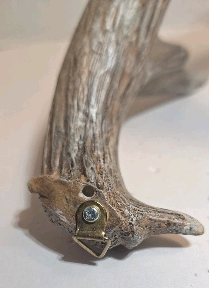 6 Point Deer Antler Wall Mount Antler Decor