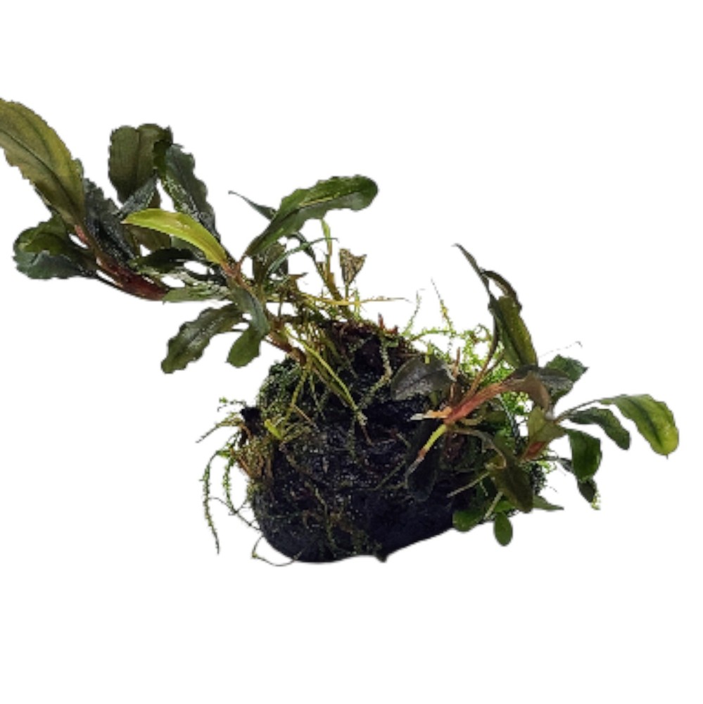 Bucephalandra Black Galaxy on Lava Rock