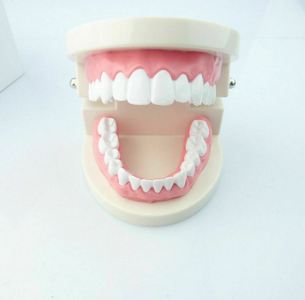 Dental Standard Teaching Adult Typodont Demonstration Teeth Model