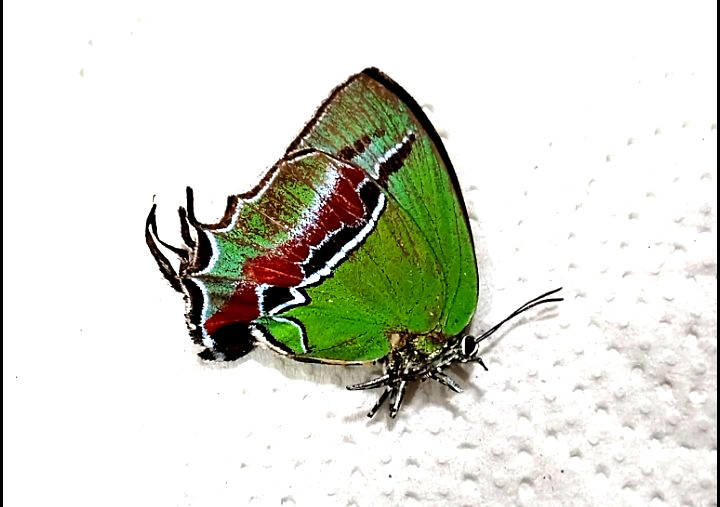 evenus batesi female, rare