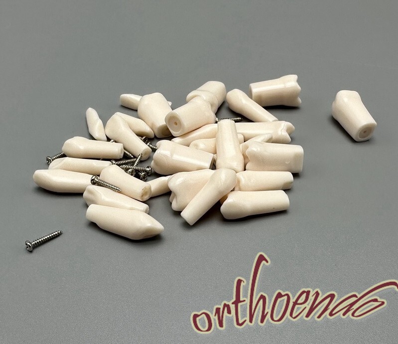 Typodont Model Replacement Teeth Dental Practice Individual Screw in Tooth 28pcs