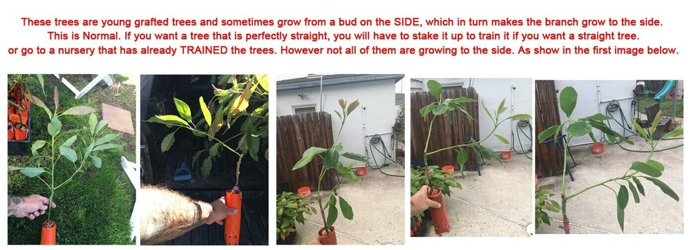 Fuerte Grafted Avocado Tree - Cold Hardy - Live Avocado Tree