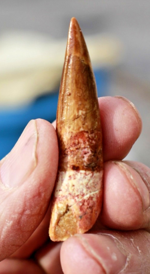 Authentic 2.0" Spinosaurus Tooth in Riker Mount