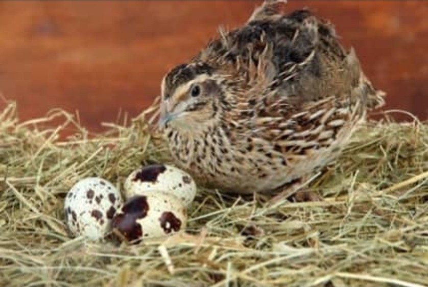 120 Jumbo Coturnix Hatching Eggs  For Sale