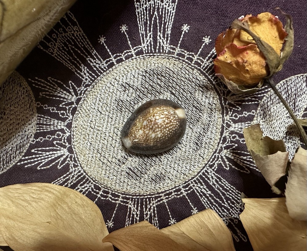 Three Snakehead Cowrie Shells, Divination, .5 - 1 Inch, Metaphysical