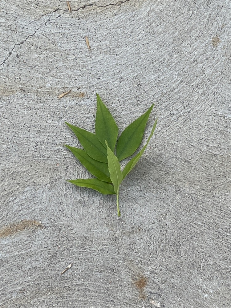 Leaf
