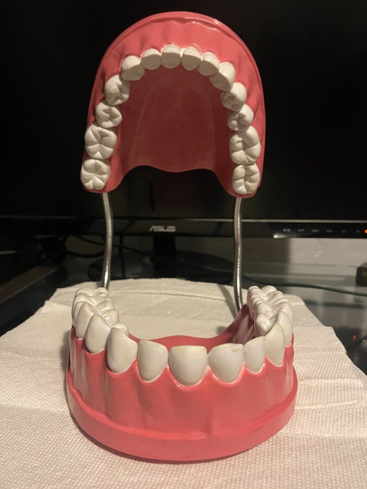Dental Orthodontic Typodont Teeth Model