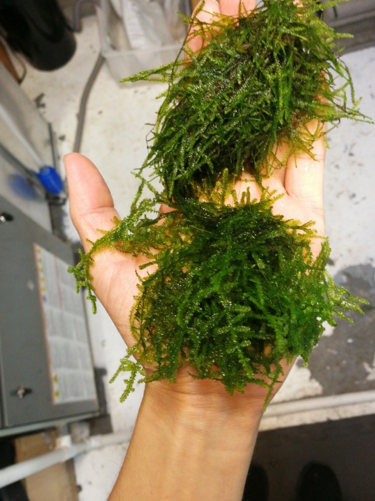 Christmas moss and  java moss- long strains,  homegrown,ada,WYSIWY