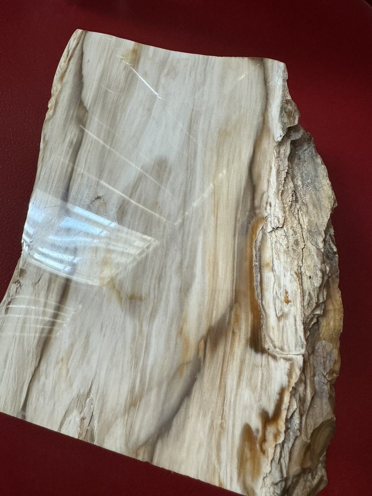 Petrified Wood Log. Marble surface