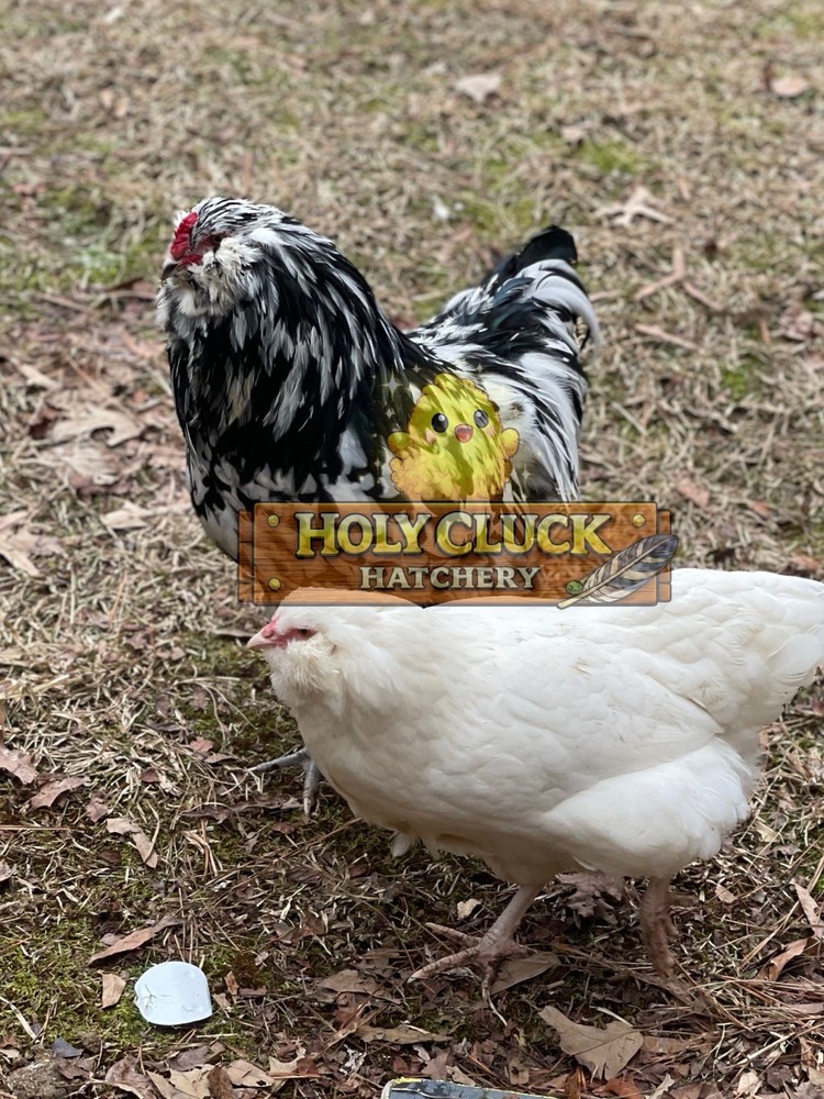 12+ Ermine Ameraucana Hatching Eggs