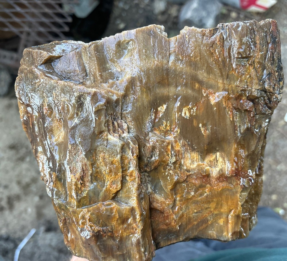 Silver Creek Junction petrified wood