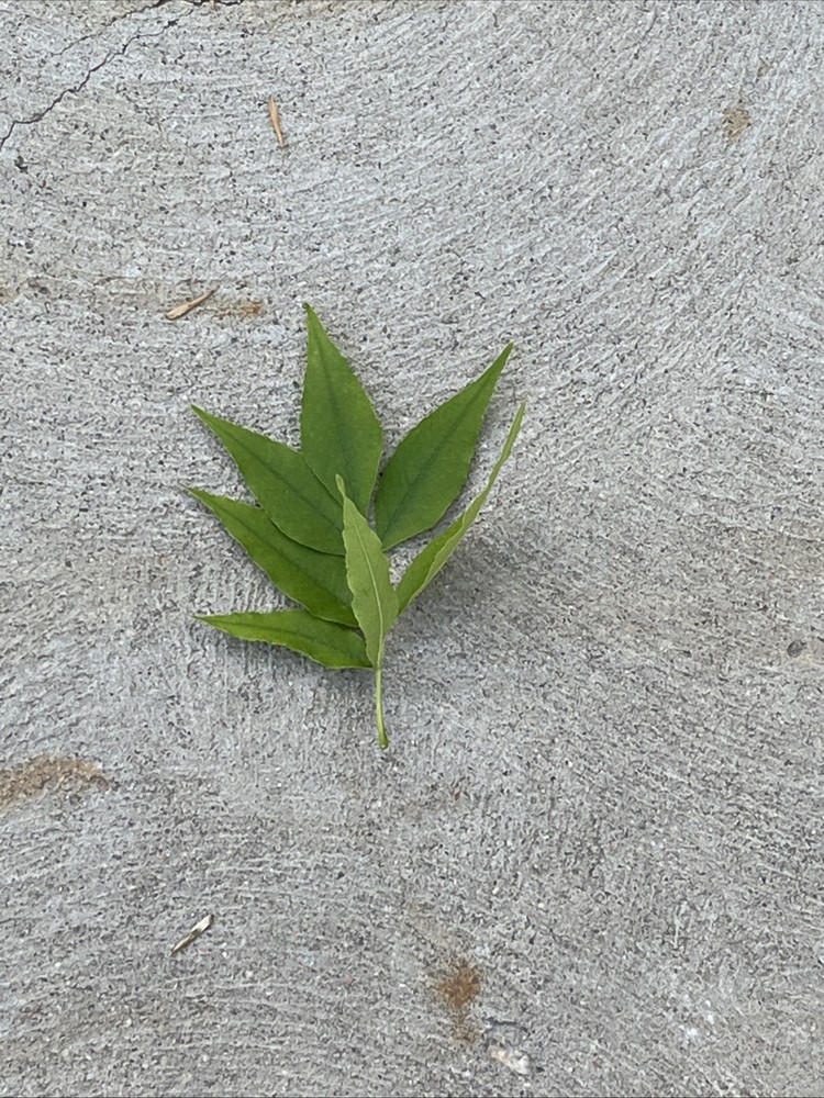 Leaf