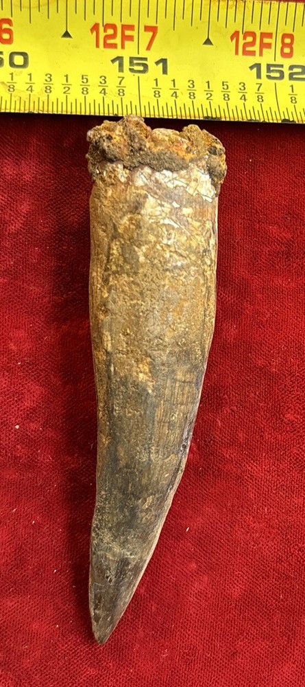 3 1/2 inch spinosaurus tooth