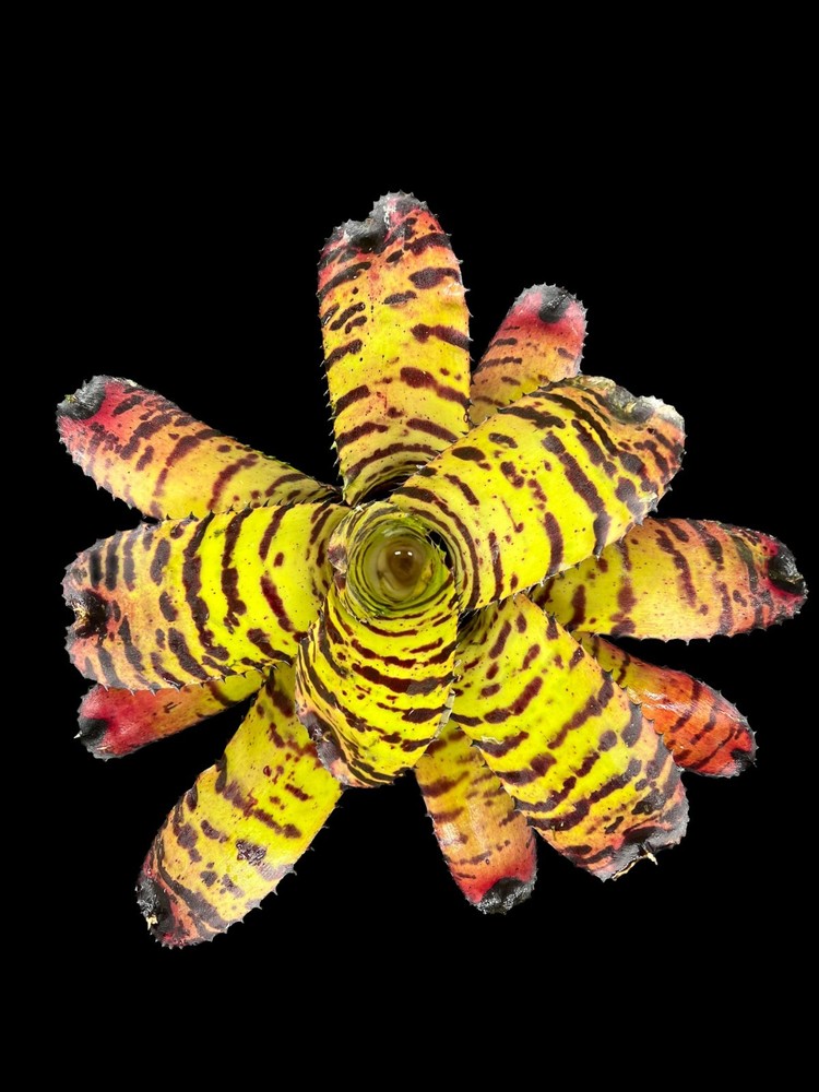 Neoregelia Tiger