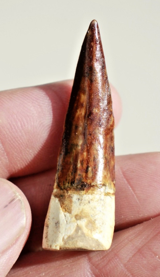Authentic 1.75" Spinosaurus Tooth in Riker Mount