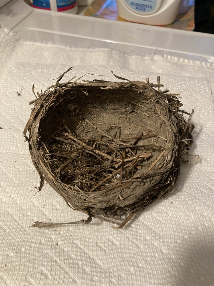 Bird nest