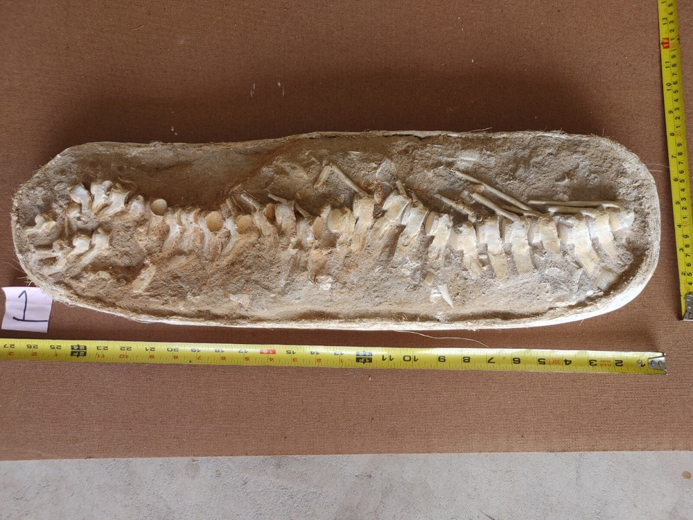 Mososaurs vertebrae fossil column amazing section Morocco