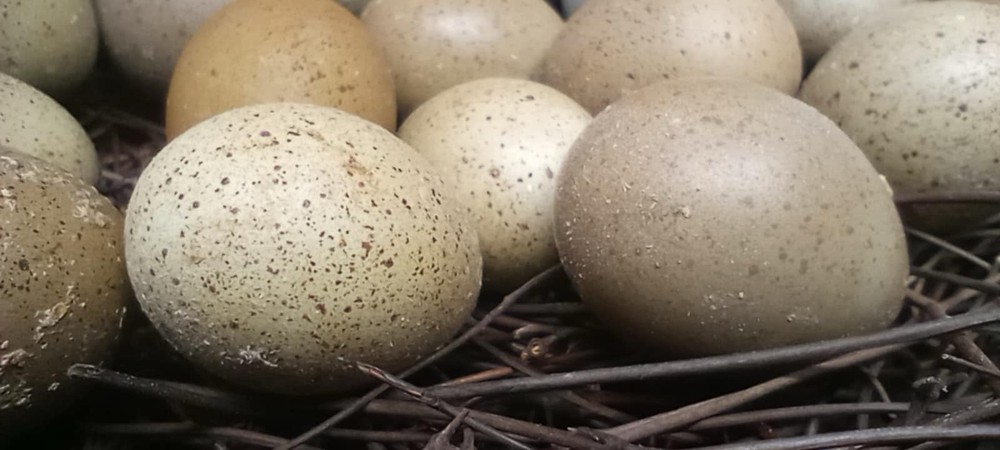 Button Quail Eggs. 2 Dozen Plus Extras NPIP/AI Clean