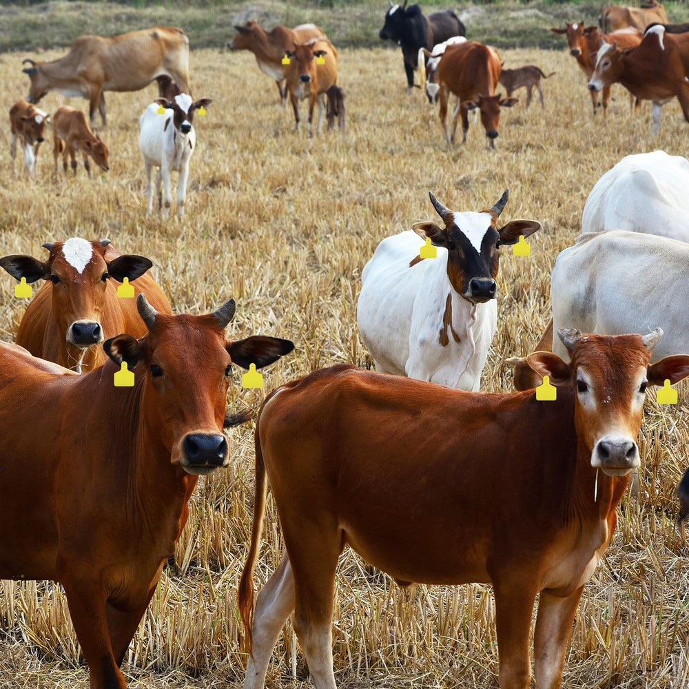 200 Pcs Blank Cattle Ear Tags Large Plastic Precision Animal Identification B...