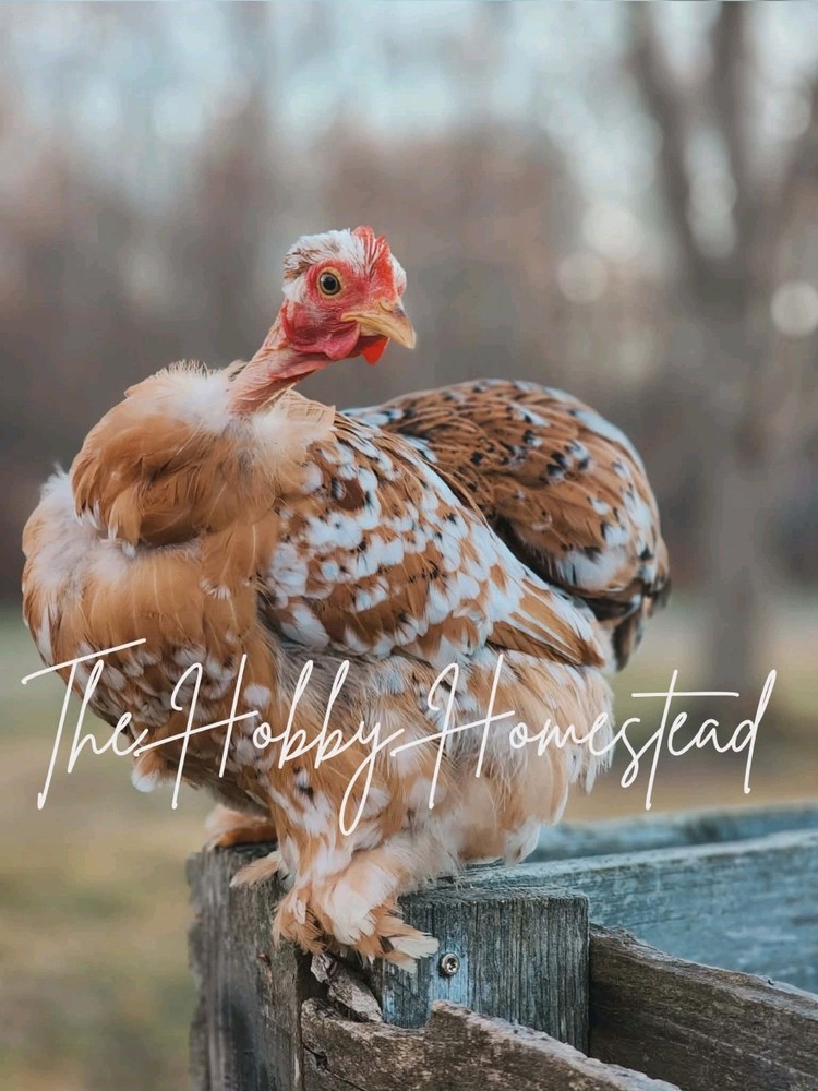 6 Calico Cochin Bantam Hatching Eggs