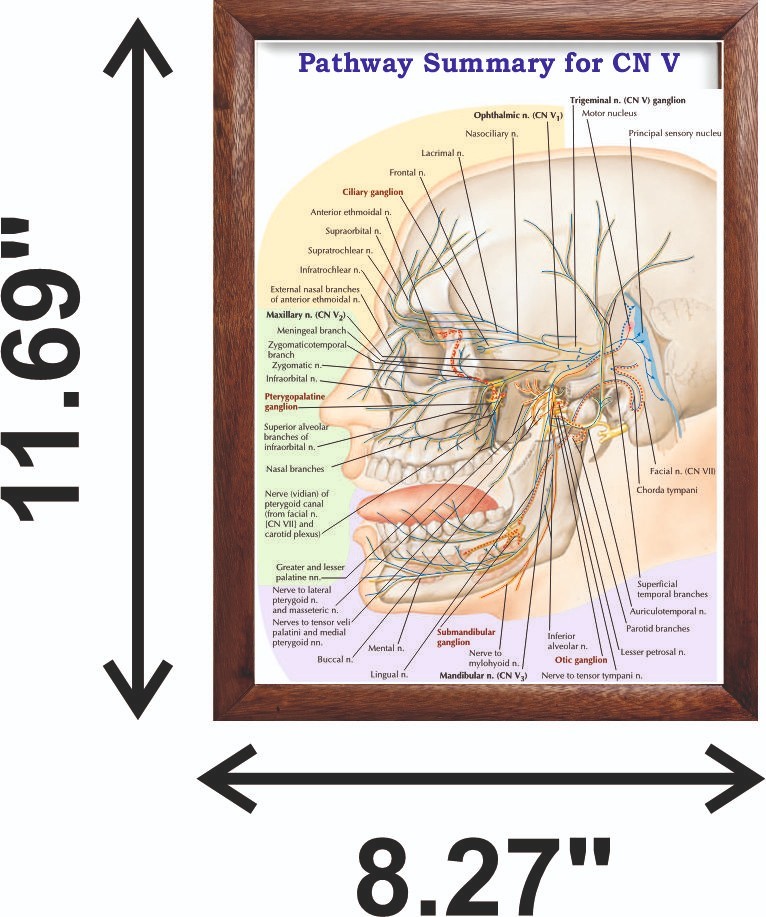 Pathway Summary for CN V Chart 12x18 inches
