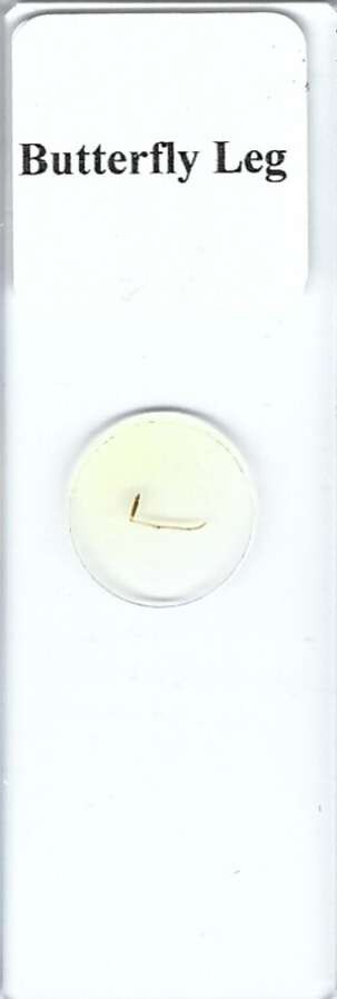 Butterfly Leg w.m. Microscope Slide