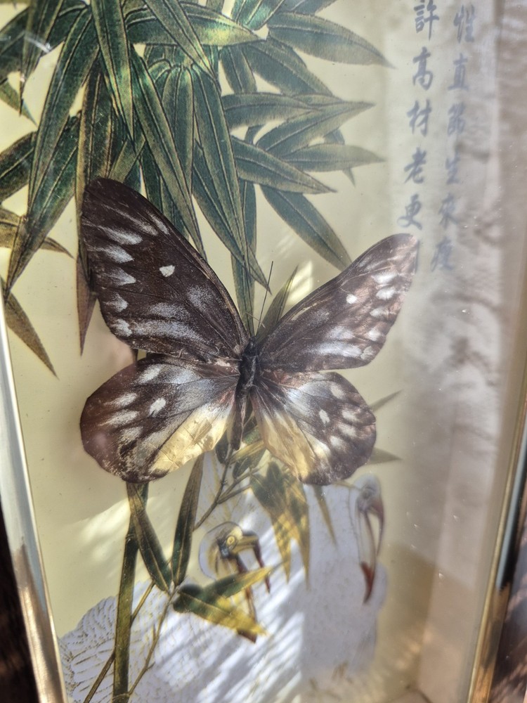 3 Real Framed Butterflies