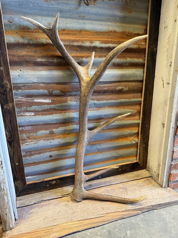 7 Pt Elk Shed ~ Elk Antler ~ Barn Decor