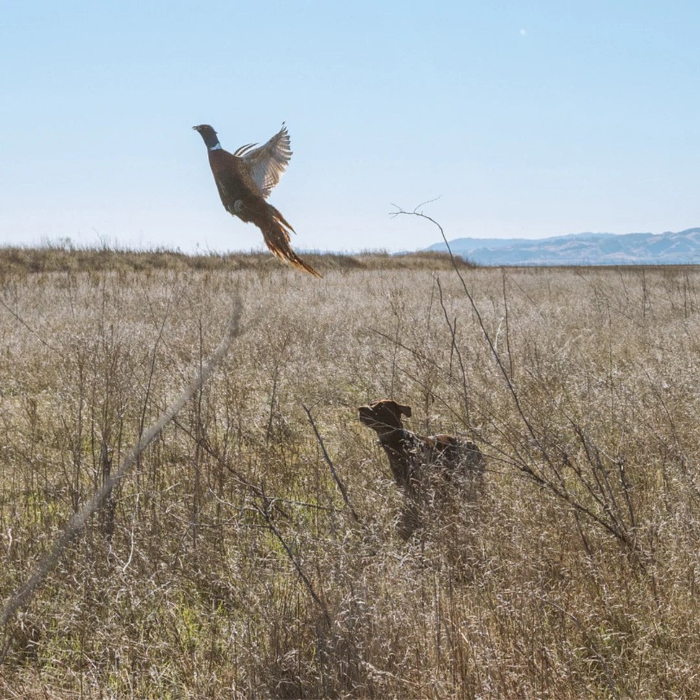 Dogtra Remote Release Deluxe Remote Launcher Black Advanced Training System for