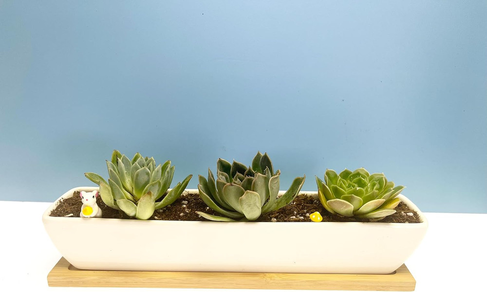White Rectangular Long Succulent Planter Pot,11X2.16X1.75Inch Modern Minimalist