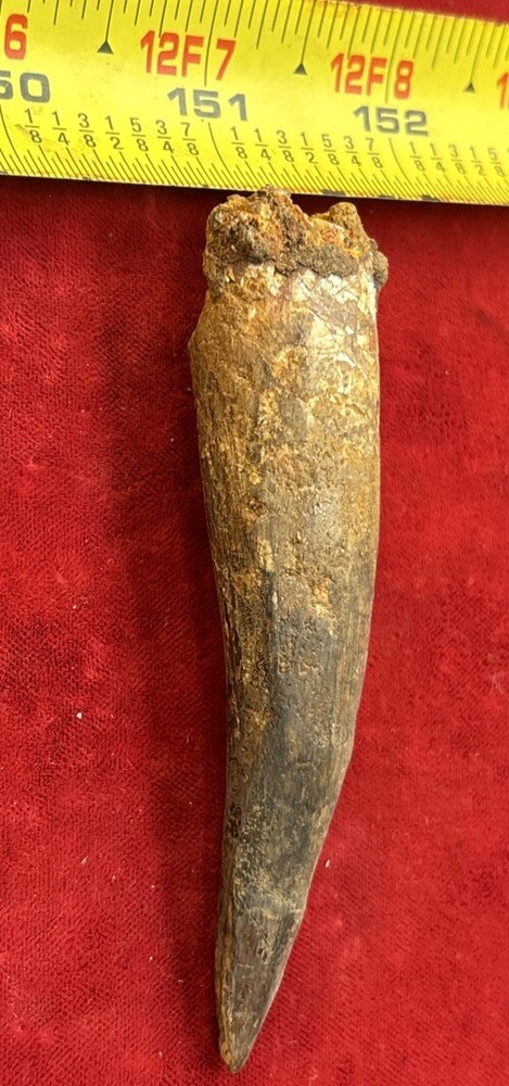 3 1/2 inch spinosaurus tooth