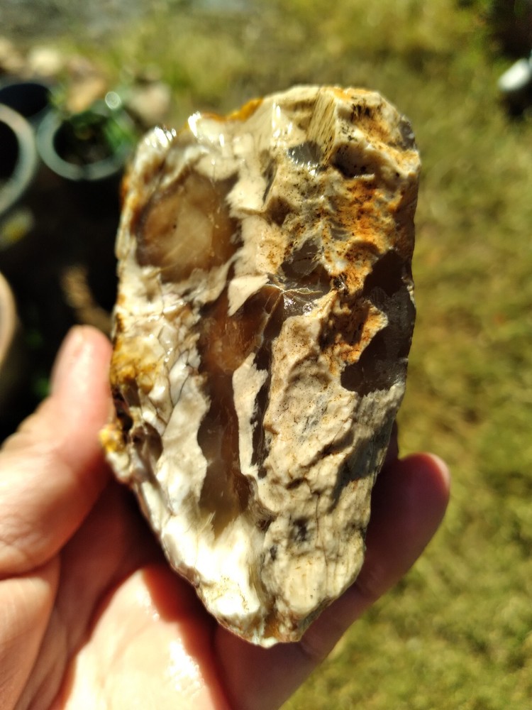 Agatized Wood (New Mexico), It Fluorescent Under UV Light