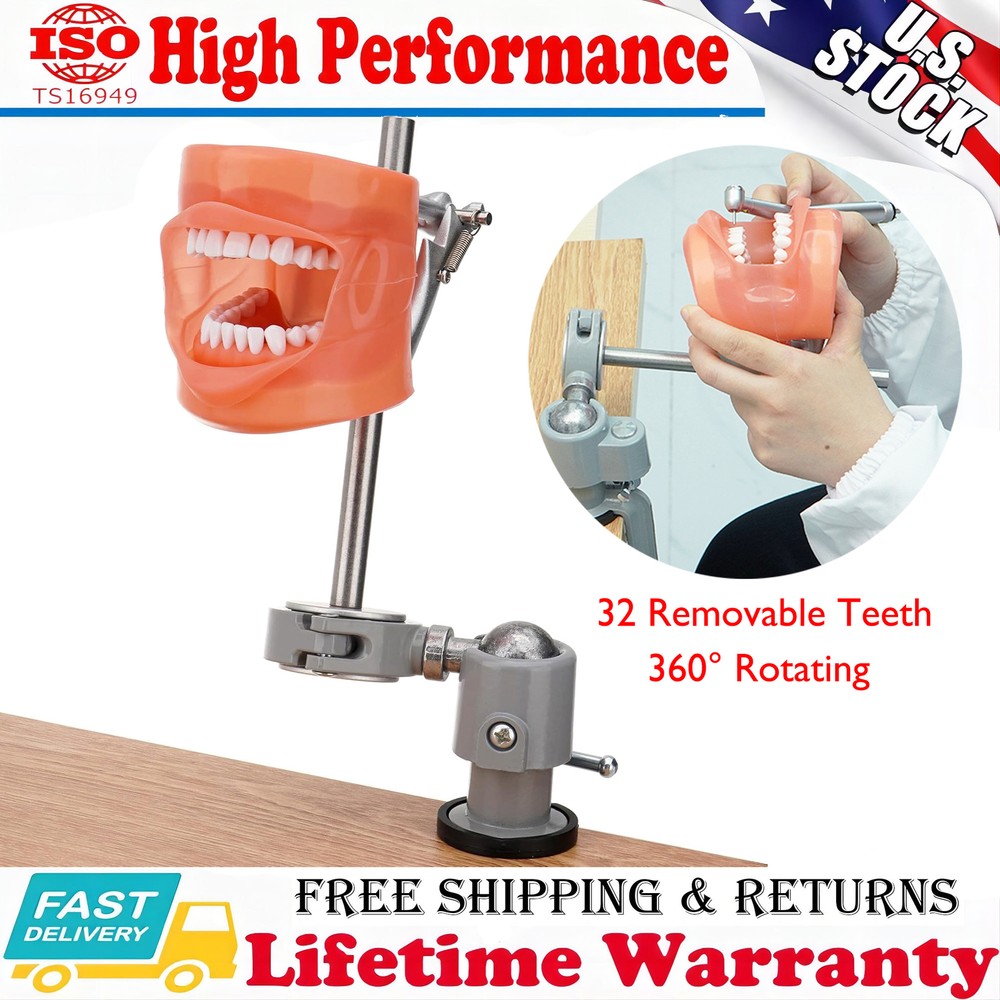 US Dental Typodont Mounting Pole & 32 Removable Teeth Model Set - 360° Rotating
