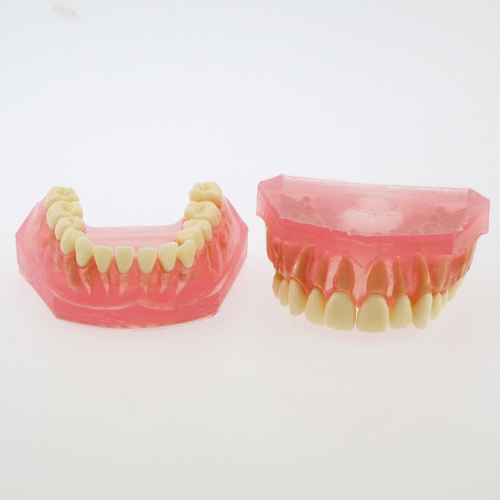 Dental TYPODONT Model Standard Model with 28 Pcs Removable Teeth Soft Gingiva