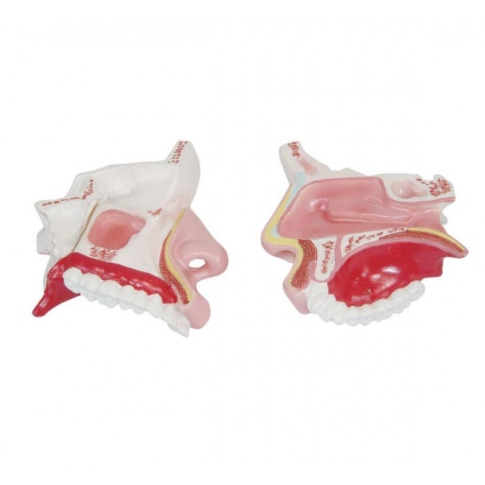 Nasal Cavity Model with Precise Anatomical Details – Educational Tool for Study