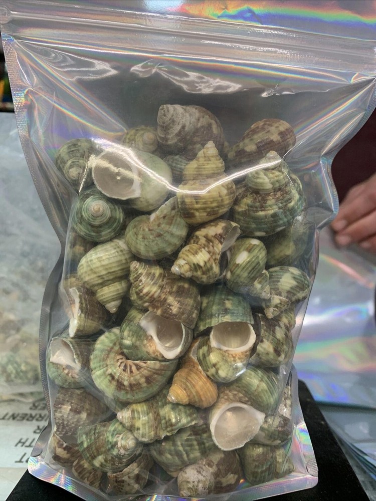 Aquarium Shell Decor 2 Pounds