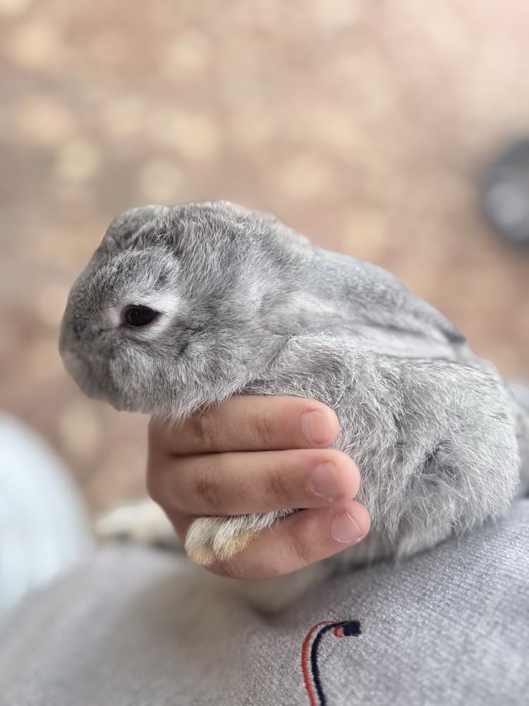 🐇 BUNNIES FOR SALE🐇