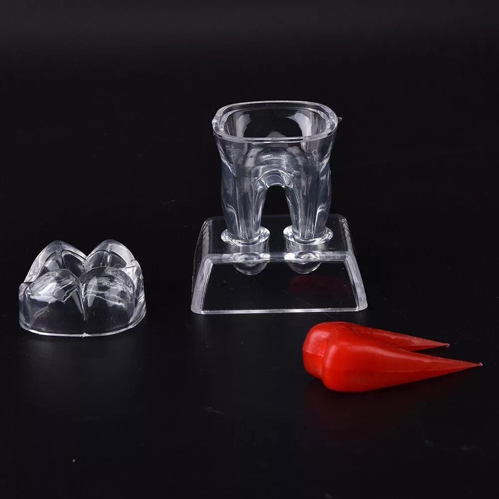 Dental Plastic Emulational Quality Crystal Base Hard Tooth Separable Molar Model