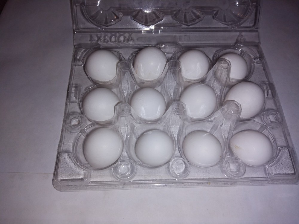 48 bobwhite quail hatching eggs for sale