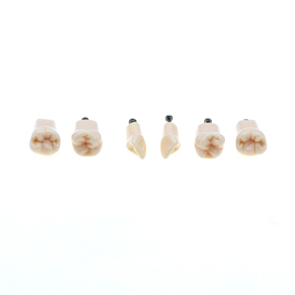 Dental Typodont Teeth Model Kilgore NISSIN 200 Type Removeable Teeth 32 Pcs